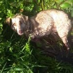 La perra fue disparada y golpeada por un cazador este sábado en el municipio lucense de Chantada