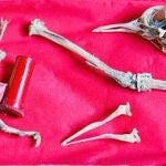 250.000 palomas mensajeras se utilizaron durante la II Guerra Mundial en Reino Unido
