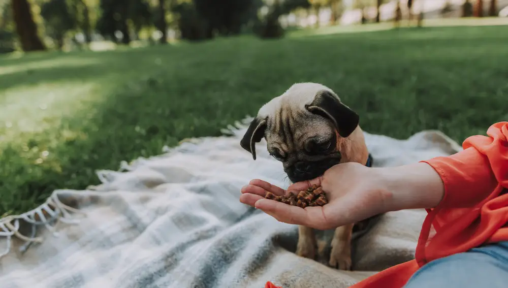 Dueño dando de comer a su perro, de raza Carlino, pienso seco a base de arroz