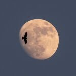 Un águila vuela al salir la luna en Katmandú, Nepal.