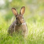 Un conejo europeo
