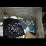 Los perros estaban en contenedores subterráneos
