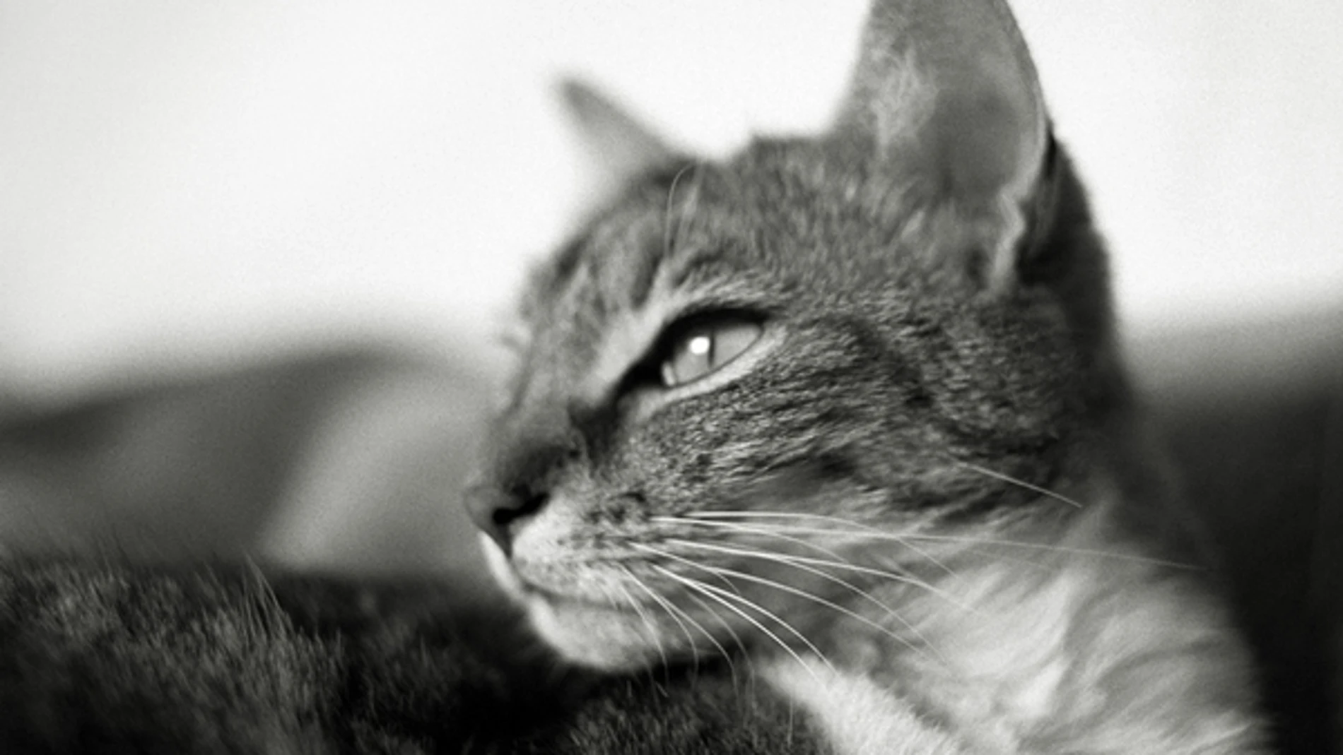 Son muchos los dispositivos que mejoran la vida de las mascotas