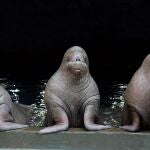 Los tres ejemplares de morsa del acuario valenciano que viajarán al Tierpark Hagenbeck, de Alemania para desarrollar un programa de reproducción y conservación de morsas