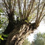 Preservación del medio ambiente