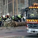 Una de las palmeras caídas por las fuertes rachas de viento en el centro de Valencia es retirada por bomberos y Policía Local. El teléfono de emergencias 112 Comunitat Valenciana ha atendido un total de 29.710 llamadas desde que el pasado jueves se activó la preemergencia por fuertes vientos, que se ha traducido en 8.215 incidentes.