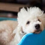 Un caniche, en una imagen de archivo / Dreamstime
