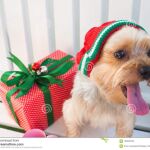 Perro ambientado en Navidad