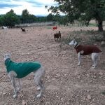 El equipo de El Rincón de Agata está formado por Daniele Piacentini y Alicia Genovart, fundadores y directores del centro; Jose Falcó, periodista especializada en protección animal y creadora del blog Hadas Perrunas; y Elena Silla, educadora canina y directora de Dogsanimal, coordinadoras de la sección de eventos