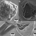 Escaneo de imágenes de microscopio electrónico de muestras representativas de los dos tipos morfológicos de granos de presolares estudiados