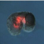 Imagen real de un Biobot donde sus capas de tejido cardíaco brillan con fluorescencia roja.