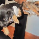 Imagen de archivo de dos cachorros