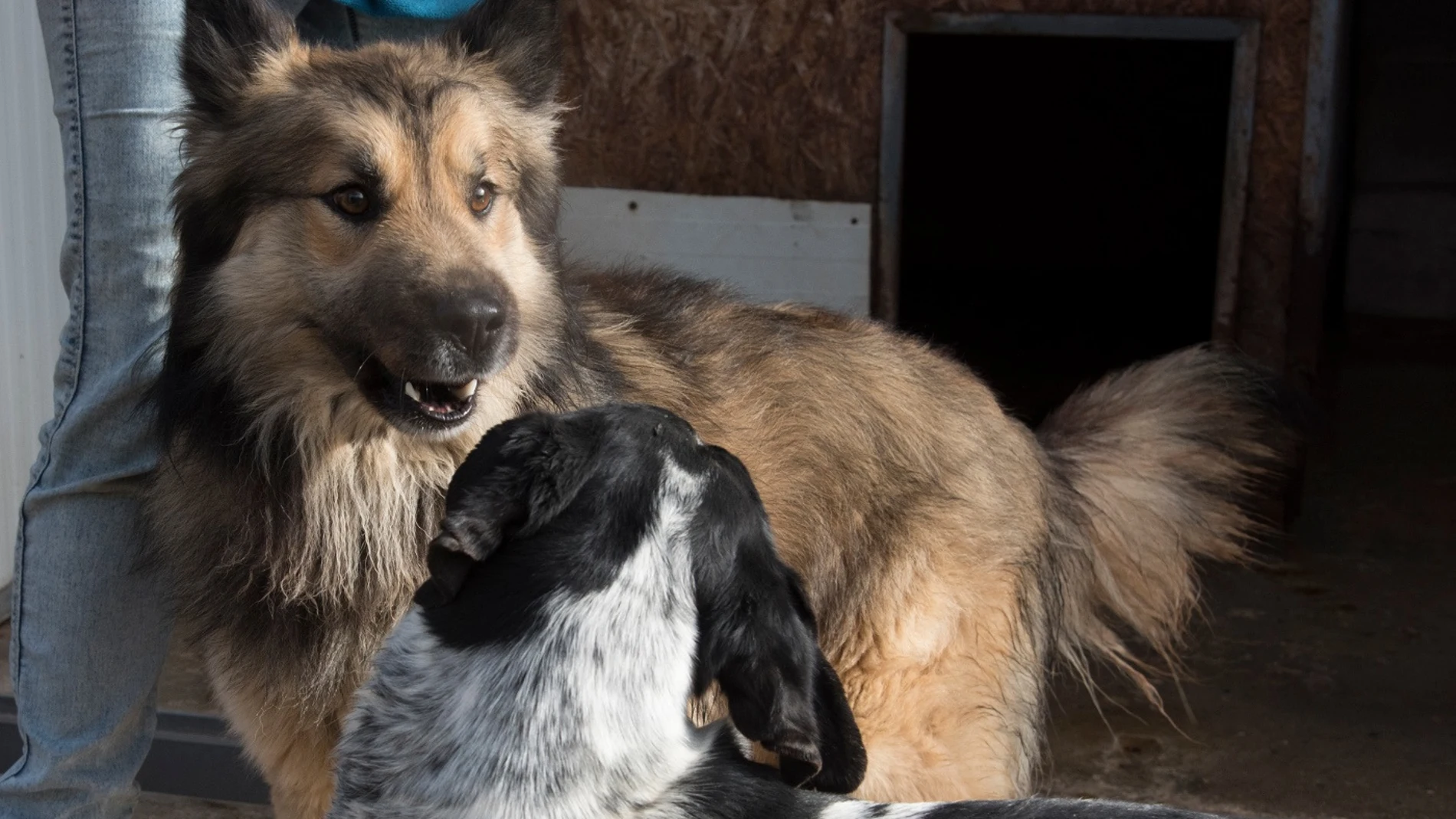 El nuevo centro de recogida de animales de la Diputación de Huesca podrá acoger hasta 70 perros