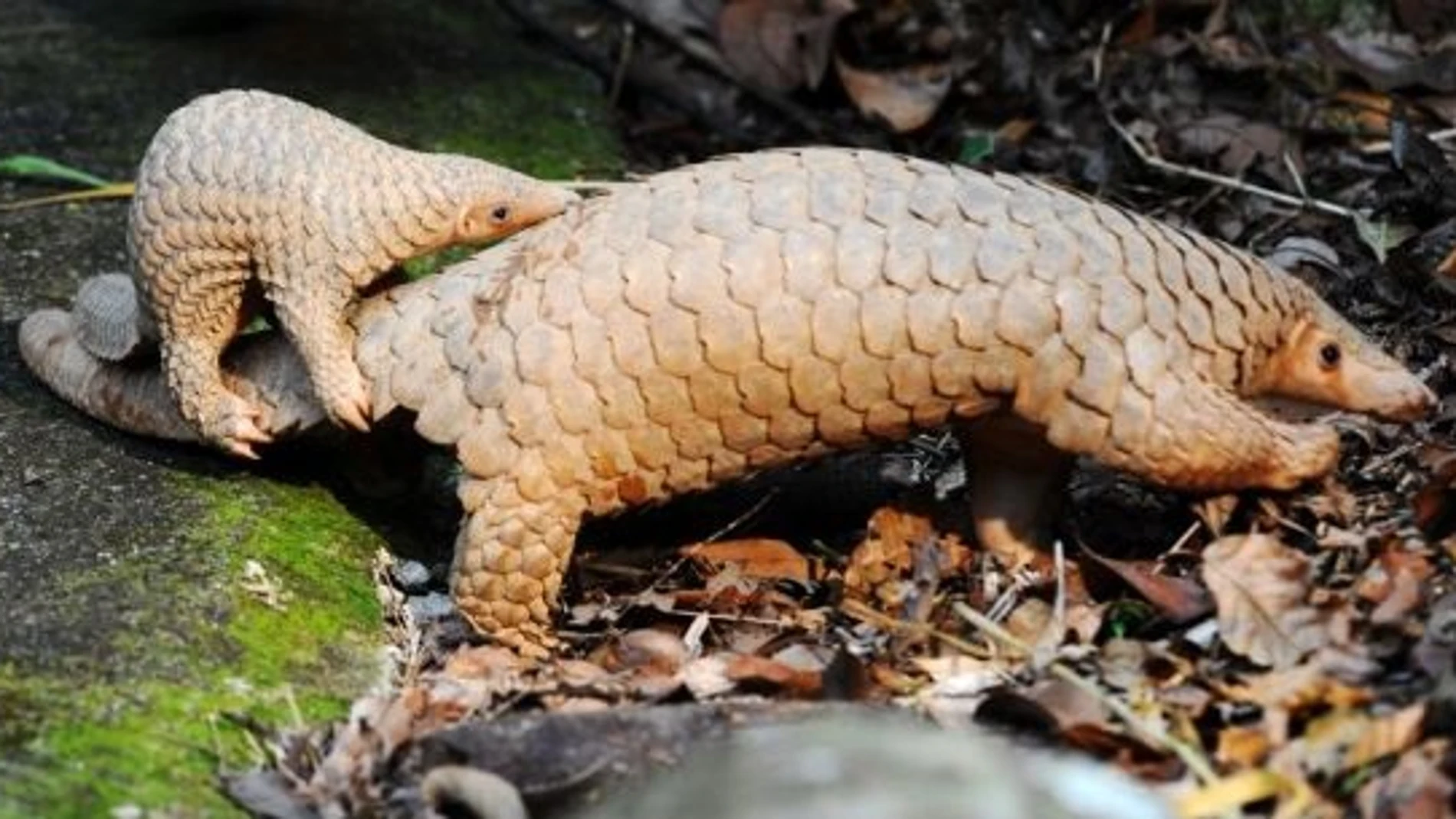 Coronavirus.- Los pangolines podrían ser el huésped intermedio del nuevo coronavirus, según científicos chinos