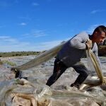 El sector agrario valenciano ha dicho ya que no puede asumir una subida del SMI, puesto que ni siquiera en este momento llegan a la media salarial
