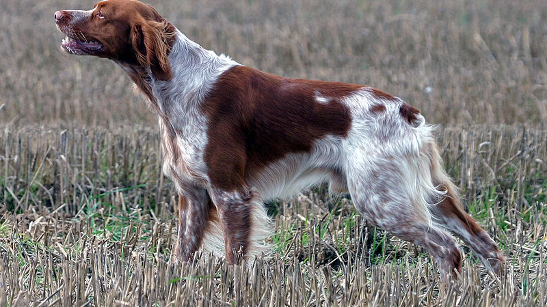 Muestra de Épagneul Bretón