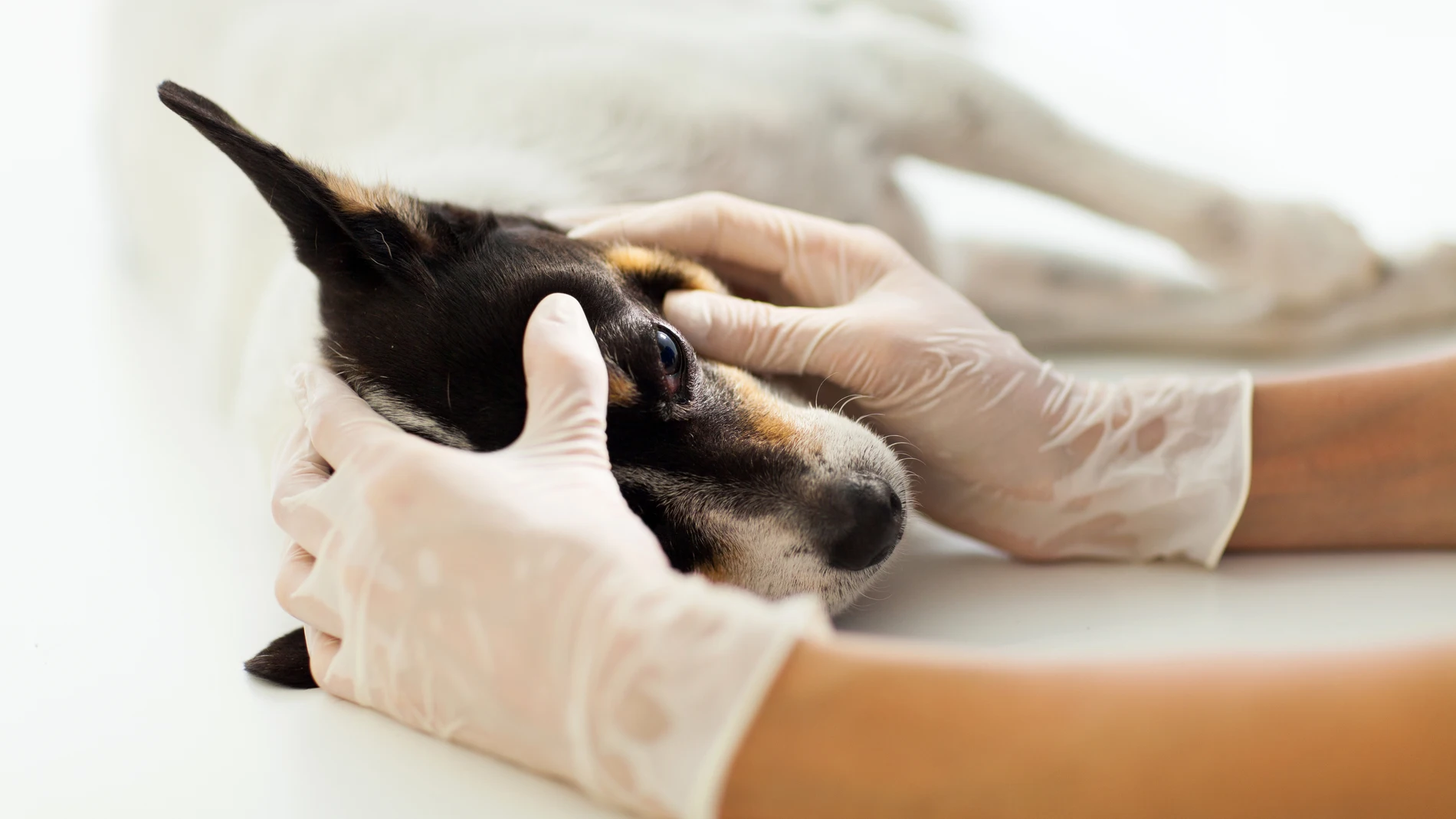 Veterinario haciendo un chequeo a un perro