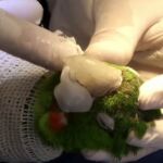 Una veterinaria brasileña da a los animales una nueva oportunidad de vida