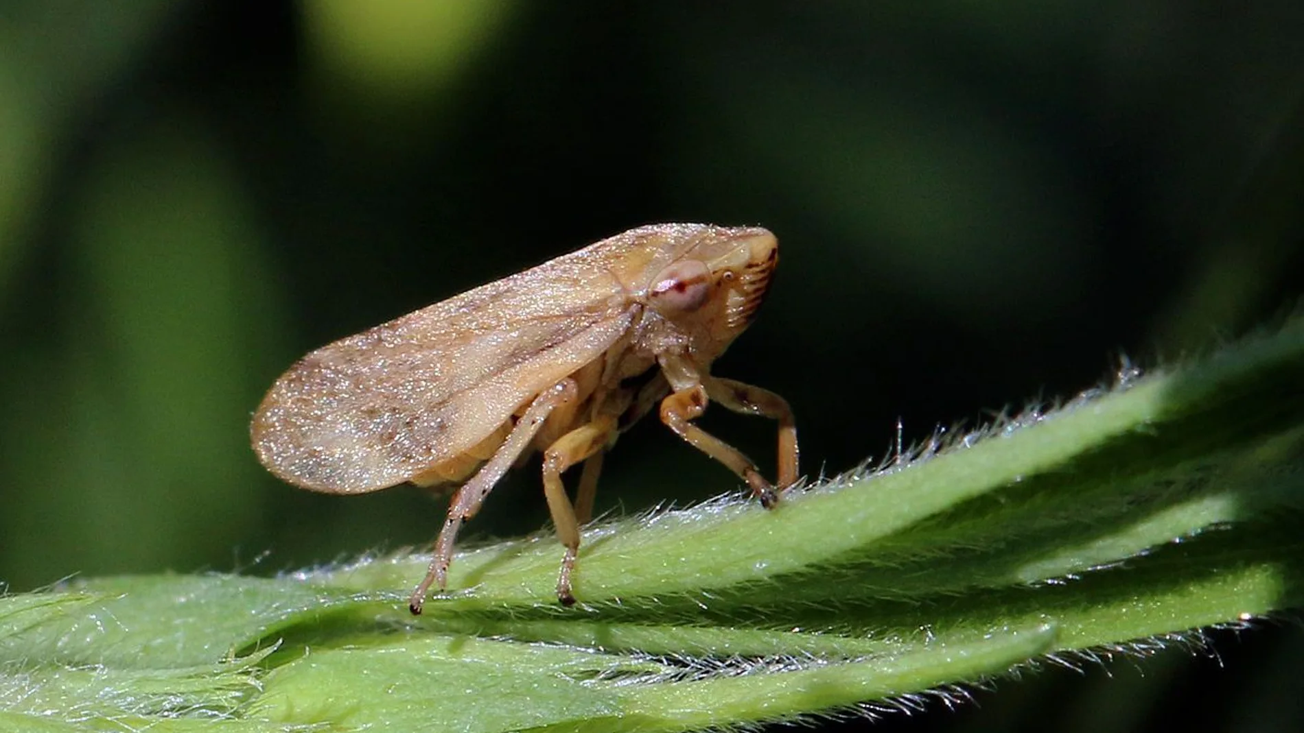 La xylella ataca la lavanda, algo desconocido hasta ahora