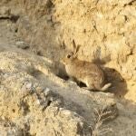 Un conejo fotografiado en la zona de Perales de Tajuña, Madrid