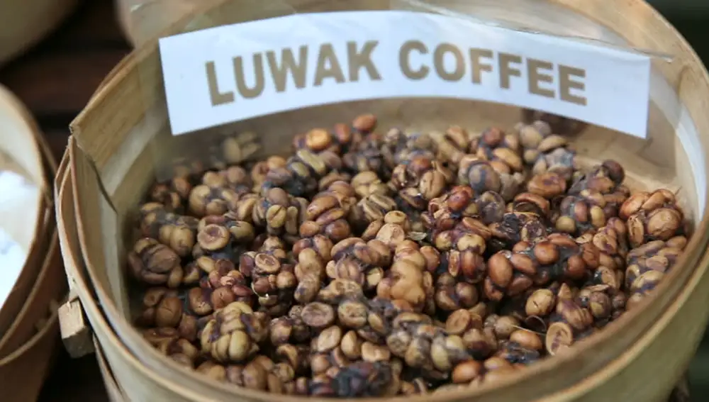 Café Kopi Luwak