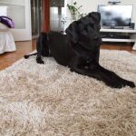Las mascotas pueden permanecer en casa
