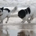 Perro de raza Terranova