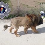 El perro con apariencia de león
