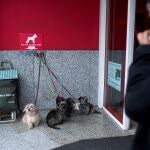 Los perros son una excepción a las restricciones de movilidad