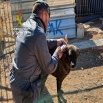 Un agente del Seprona comprueba el estado de un perro