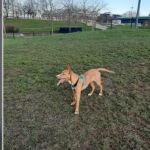 Este podenco está disponible para correr con quien pague un alquiler