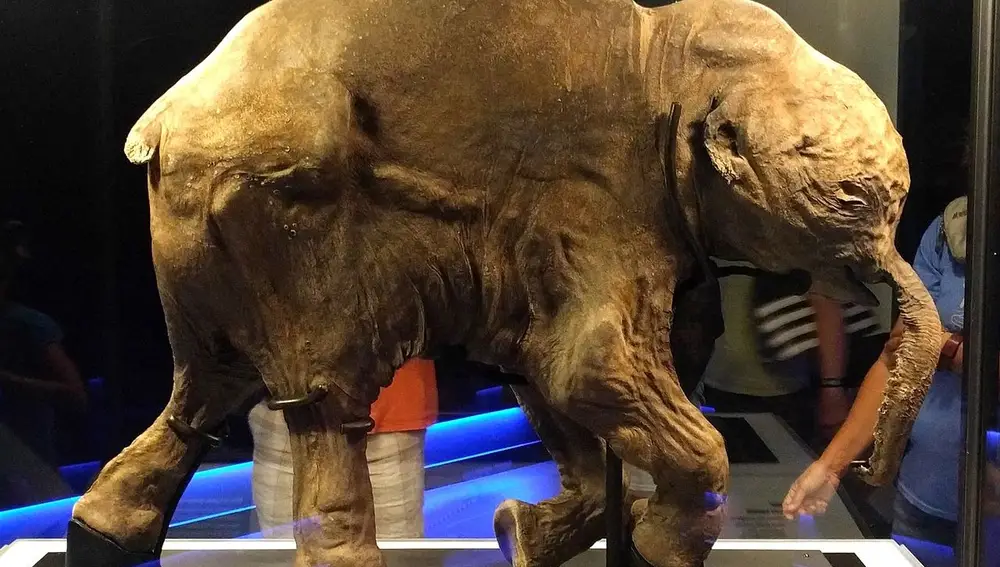 Lyuba, la cría de mamut lanudo congelada en el permafrost de la península de Yamal (Rusia) durante 28 mil años.