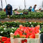 Un grupo de mujeres recoge fresas en una explotación agrícola de Cartaya, en la provincia de Huelva