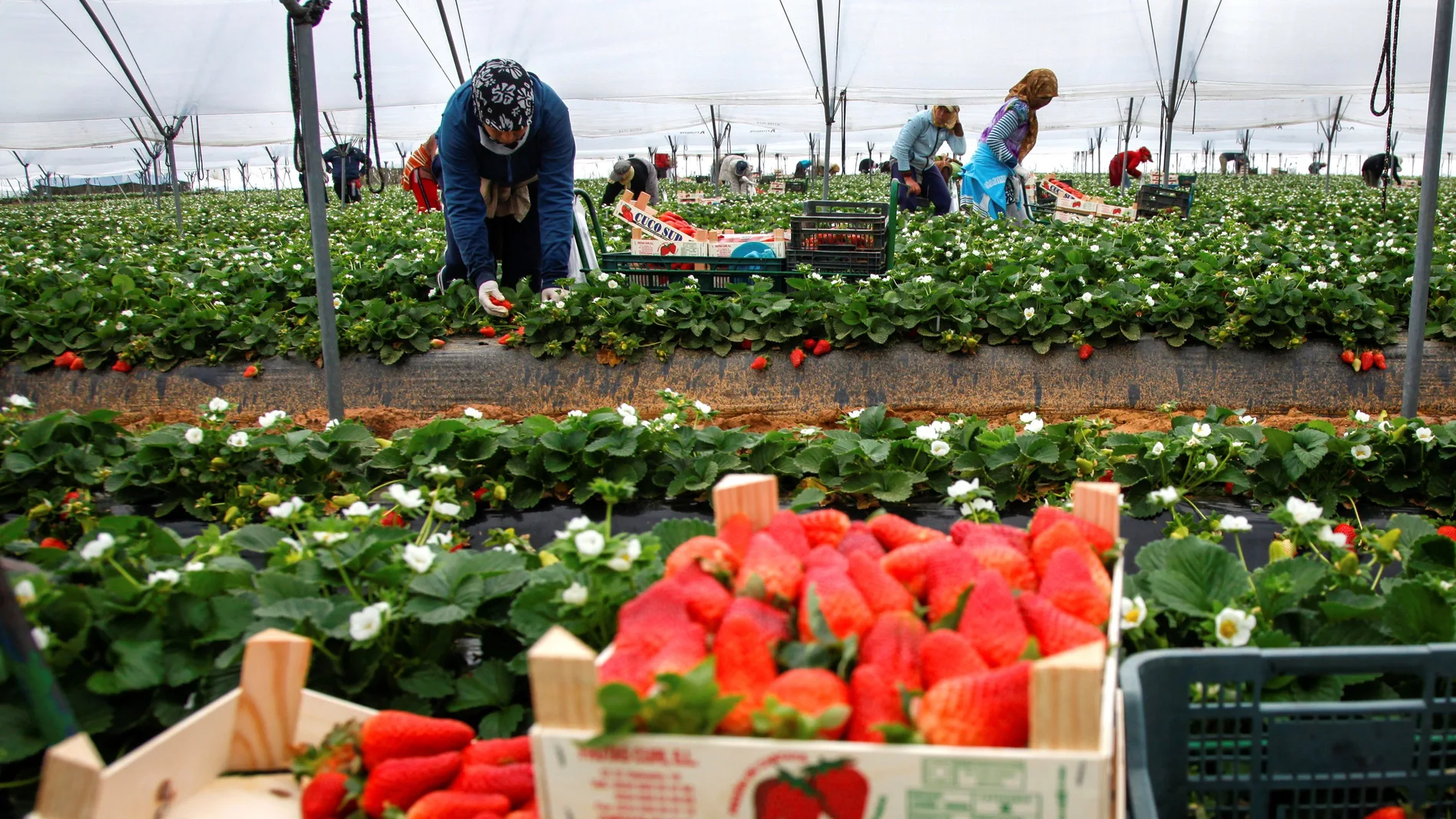 RECOGIDA FRESAS EN HUELVA