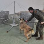 Entrenamiento de un perro detector en La Escuela Cinológica de la Defensa ( ECIDEF)