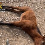 El potro acabó muriendo en el mismo lugar donde fue localizado por la Guardia Civil