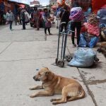 Perros callejeros en una plaza en El Alto (Bolivia).