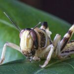 Ninfa de langosta en fase gregaria
