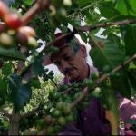 FILE - In this July 30, 1997 file photo, an agronomist inspects a coffee tree at the Sebastopol farm near San Pelegrino in central Colombia's coffee growing region. The effects of the new coronavirus pandemic in 2020, are felt at the heart of Colombia's agricultural production, which began harvesting 6.5 million bags of coffee amid restrictions to prevent the virus from spreading. (AP PHoto/Ricardo Mazalan, File)