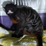 Afortunadamente el animal se encuentra en perfecto estado de salud