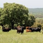 Toros de lidia en el campo