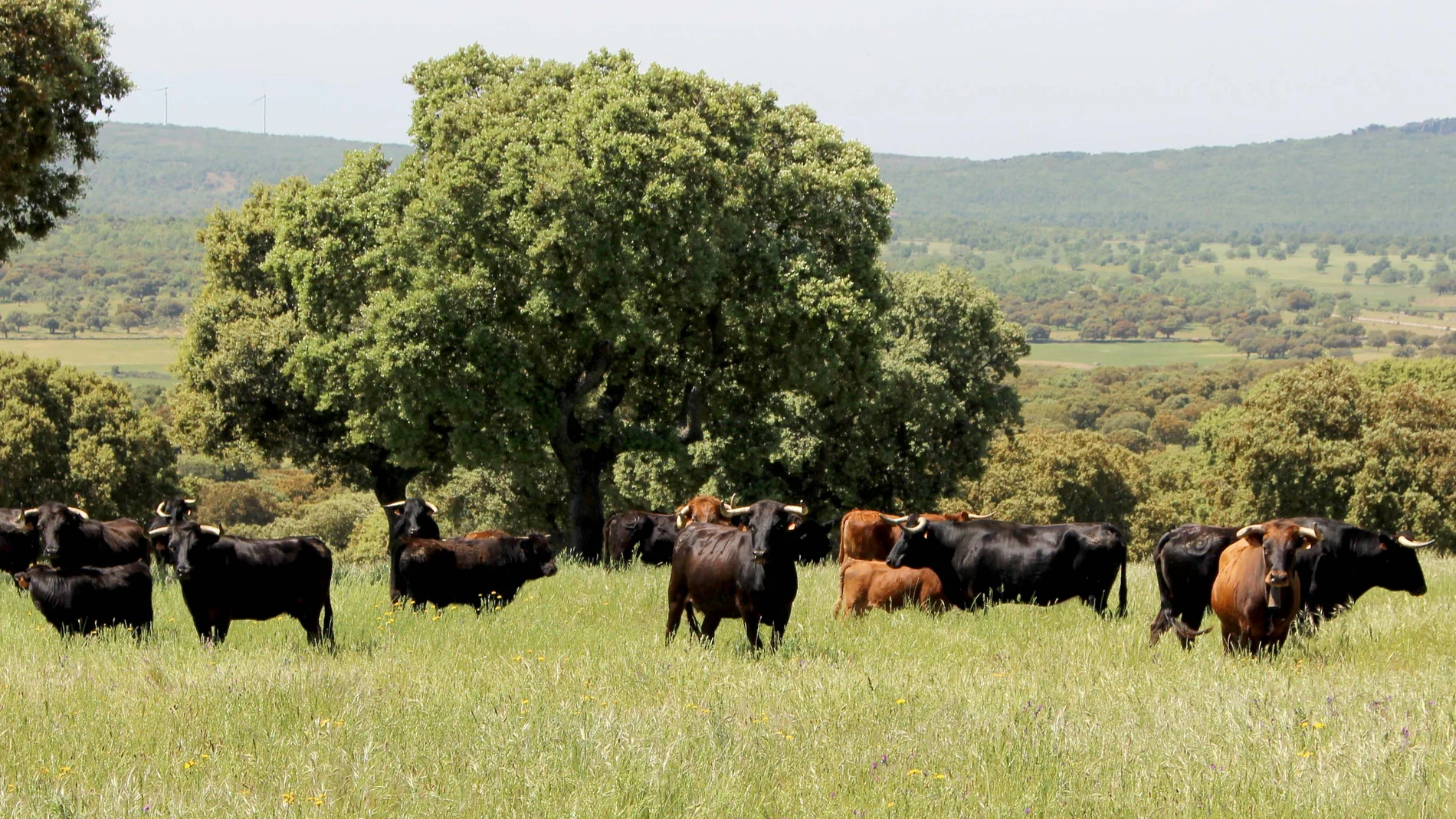 Toros de lidia en el campo