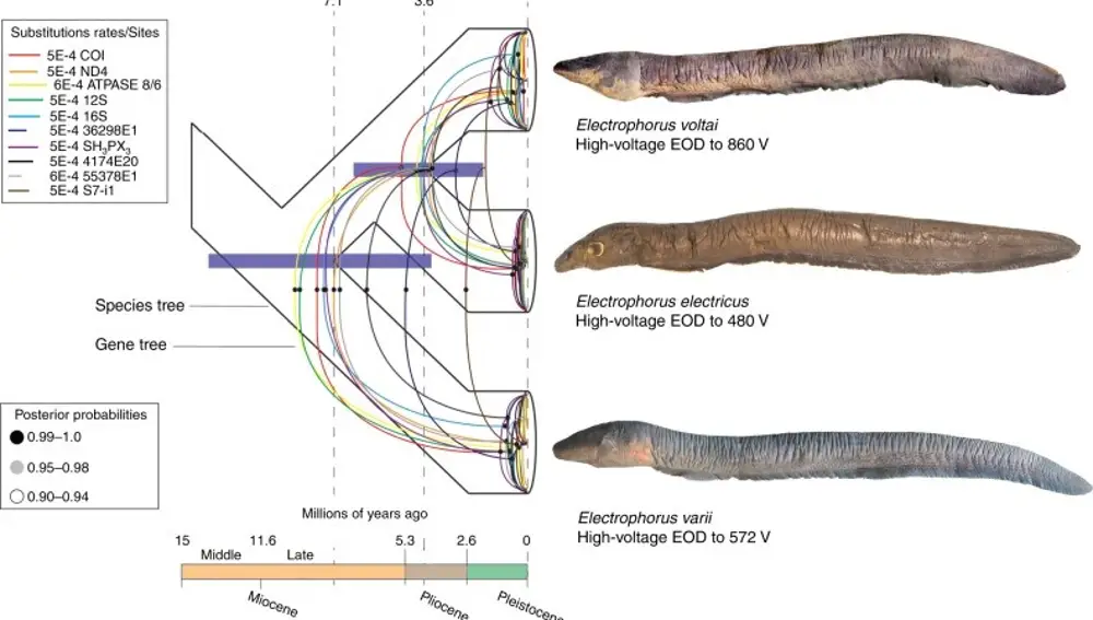 Árbol de la vida mostrando la diversificación de especies de Electrophorus. Del artículo: "Unexpected species diversity in electric eels with a description of the strongest living bioelectricity generator"