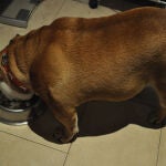 Sacha, una buldog con obesidad por sobrealimentación
