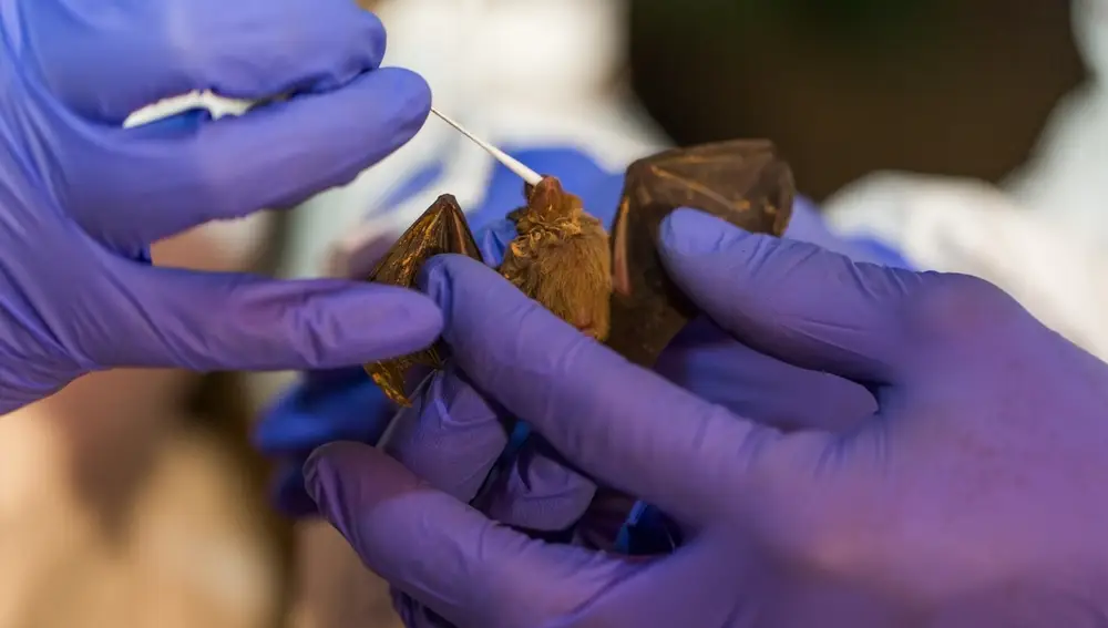 Toma de muestras en un murciélagoRoshan Patel, Smithsonian's Nati15/04/2020