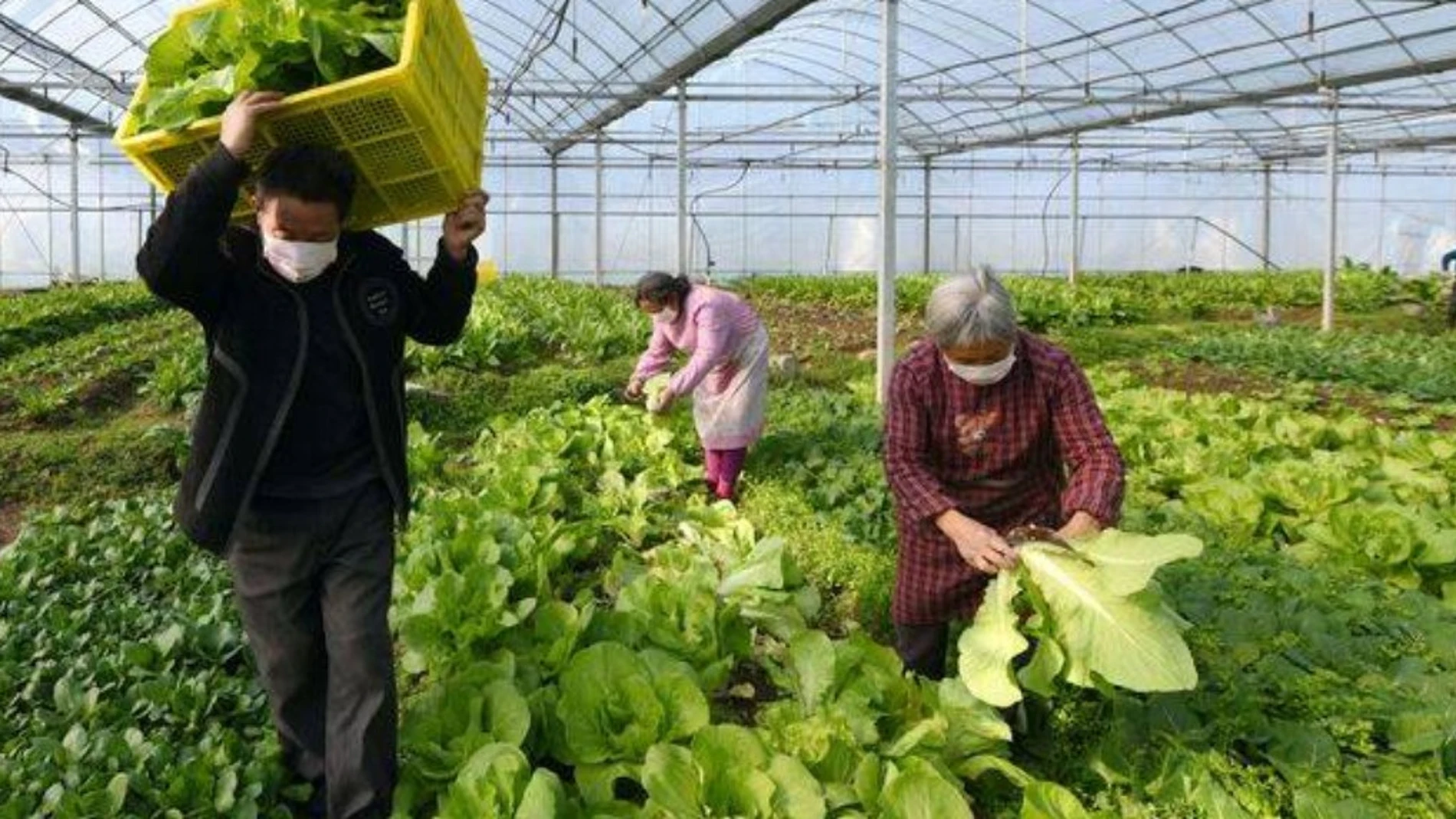 Coronavirus.-Aguilera (PSOE) urge a la Comisión Europea medidas de mercado con fondos suplementarios para sector agrario