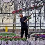 El decreto del estado de alarma para hacer frente a la crisis del coronavirus ha coincidió con los dos meses en los que los viveros dedicados a la planta con flor venden el 75 por ciento de la producción de todo el año, una producción que perderán si no empiezan a vender ya