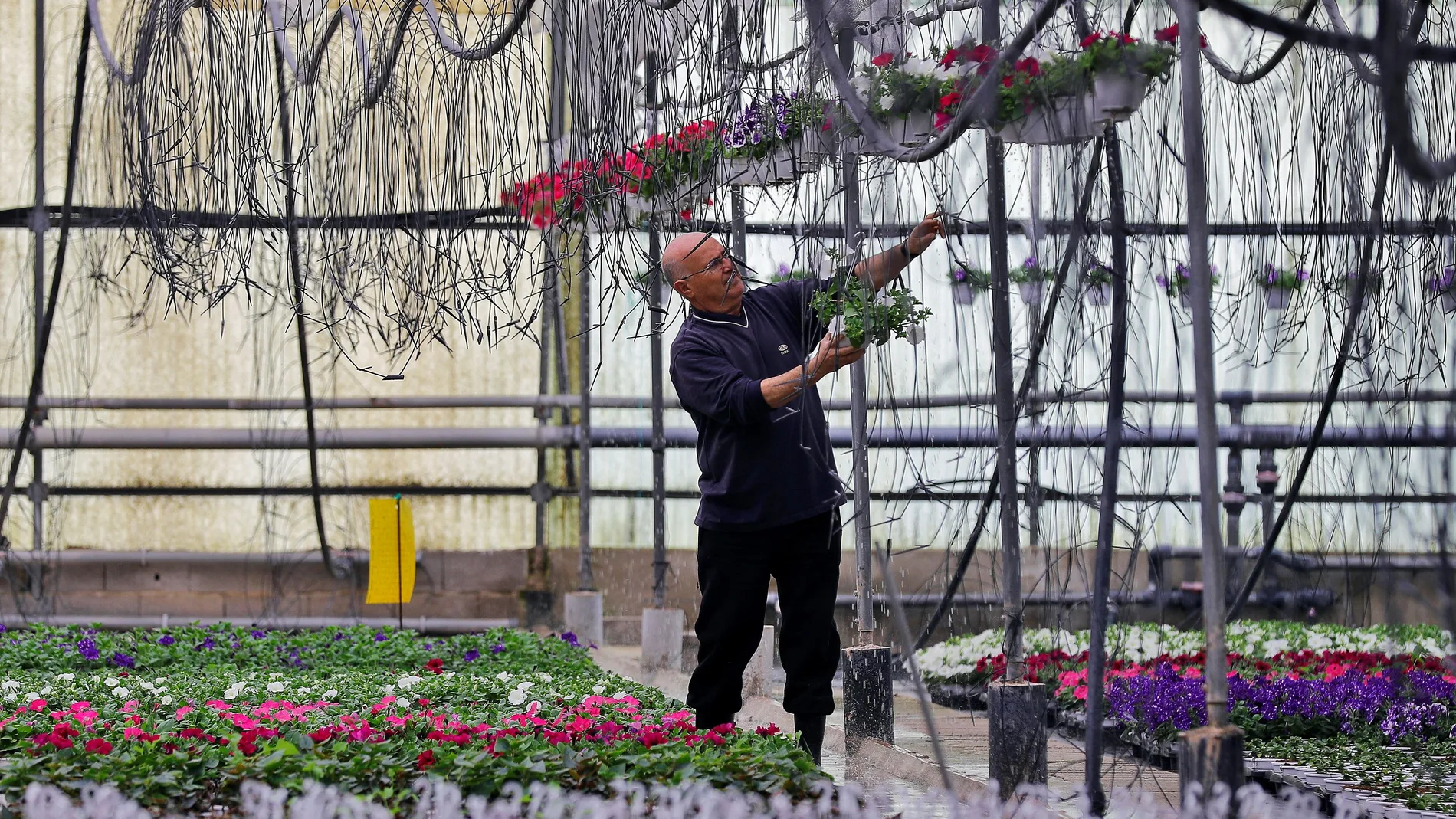 Los viveros perderán el 75% de la producción si no empiezan a vender ya
