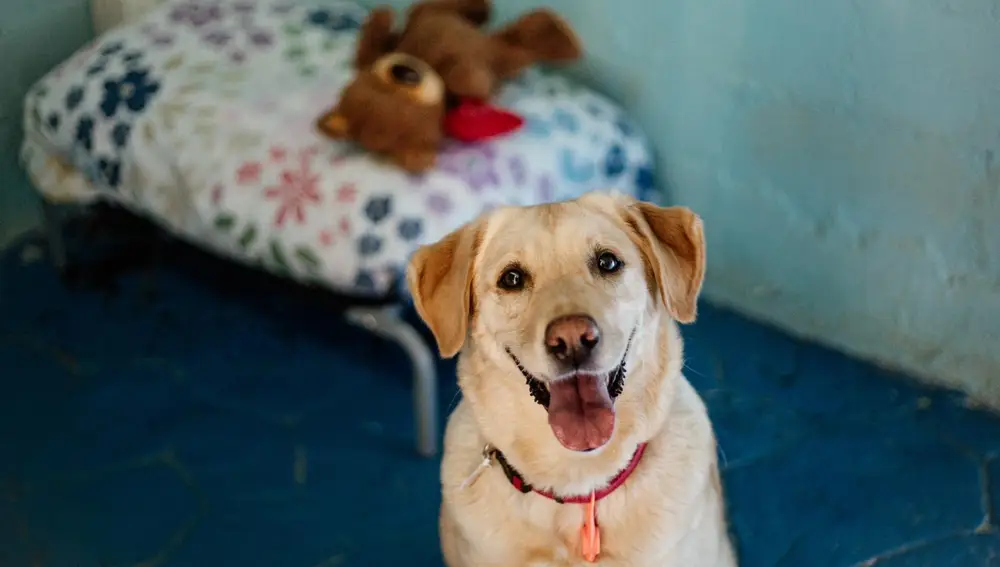 En el hotel de perros Pet Can de Madrid cuidan mascotas de médicos, enfermeras, personal sanitario o Fuerzas de Seguridad