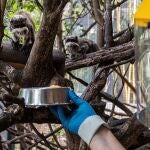 Juan, uno de los cuidadores, atiende a un grupo de monos titi emperador que se encuentran en el Zoobotánico de Jerez de la Frontera (Cádiz) durante el confinamiento